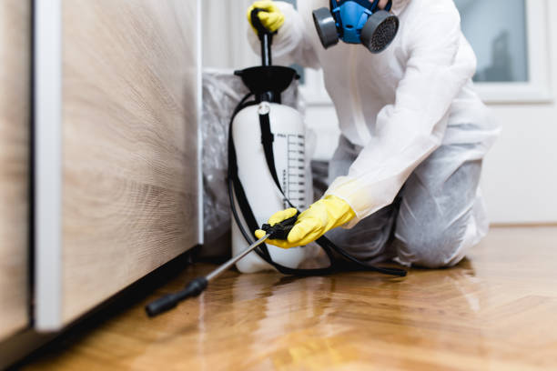 Best Wasp Removal Services  in Dogtown, CA