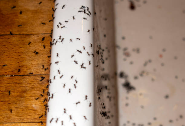 Best Best Pest Control Companies  in Dogtown, CA