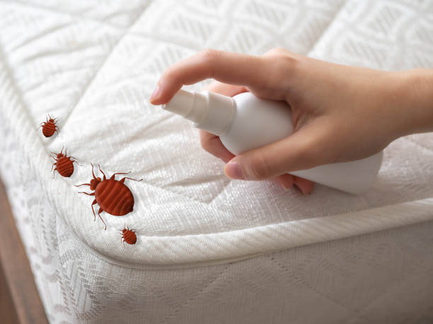 Best Bed Bug Extermination  in Dogtown, CA