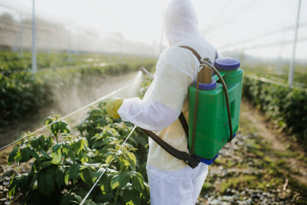 Best Bed Bug Extermination  in Dogtown, CA